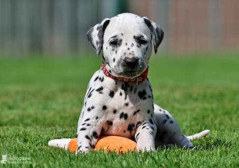 Female | colour white - black, collar red