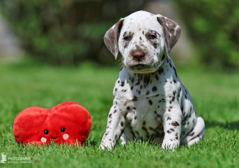 Female | colour white - liver, collar yellow