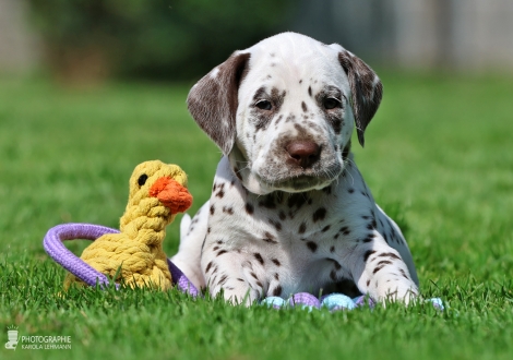 Female | colour white - liver, collar yellow