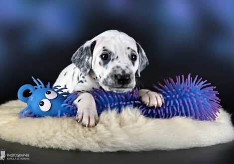 Male | colour white - black, collar light blue