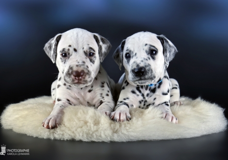 Male | colour white - liver, collar green and male | colour white - black, collar light blue