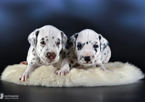 Male | colour white - liver, collar dark blue and male | colour white - black, collar black