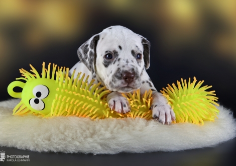 Female | colour white - liver, collar pink