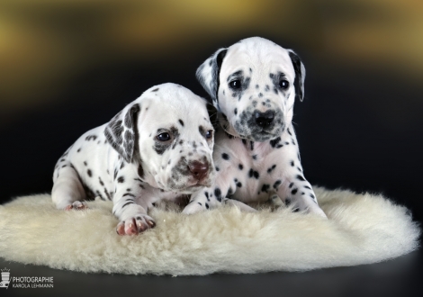 Female | colour white - liver, collar pink and female | colour white - black, collar red