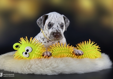 Female | colour white - liver, collar yellow