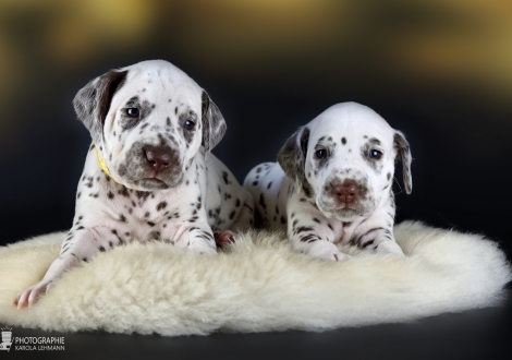 Female | colour white - liver, collar yellow and female | colour white - liver, collar orange