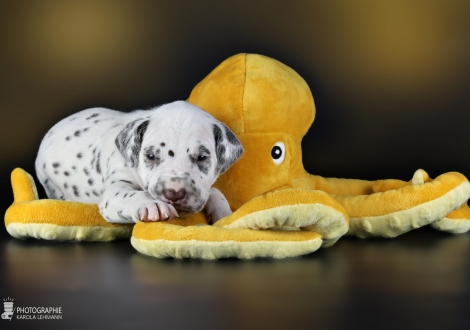 Male | colour white - liver, collar green