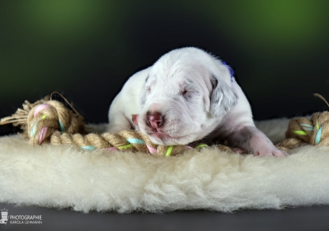 Male | colour white - liver, collar dark blue