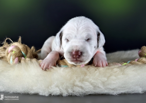 Female | colour white - liver, collar orange