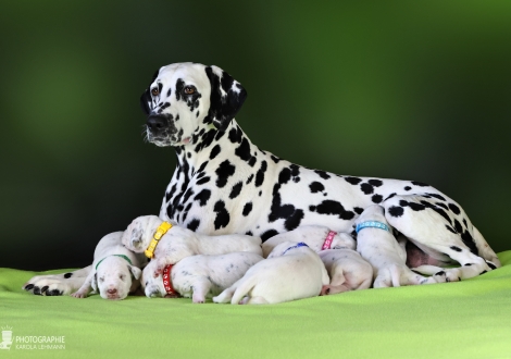Christi ORMOND Droplet Deluxe (called Auri) with her Christi ORMOND MM - Litter 2nd week of life