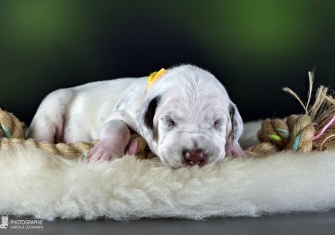 Female | colour white - liver, collar yellow