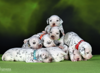 Photo Impressions of 3rd week of life Christi ORMOND LL - Litter Photo Impressions of 3rd week of life Christi ORMOND LL - Litter