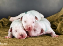 Fotoimpressionen der 1. Lebenswoche Christi ORMOND LL - Wurf Fotoimpressionen der 1. Lebenswoche Christi ORMOND LL - Wurf