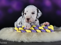 Fotoimpressionen der 4. Lebenswoche Christi ORMOND LL - Wurf Fotoimpressionen der 4. Lebenswoche Christi ORMOND LL - Wurf