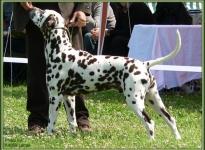 Deckung Christi ORMOND Coppola (Verwendung durch Gefriersperma)