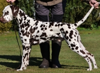 Christi ORMOND Gentle Gladiator 12 Monate alt