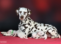 Dalmatian Dream for ORMOND vom Teutoburger Wald (genannt Mocha Junior) mit ihrem Christi ORMOND II - Wurf 1. Lebenswoche
