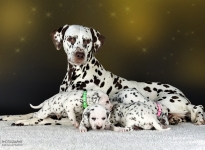 Dalmatian Dream for ORMOND vom Teutoburger Wald (genannt Mocha Junior) mit ihrem Christi ORMOND II - Wurf 3. Lebenswoche