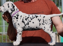 Christi ORMOND Joli Juwel - female | colour white-black (collar purple)