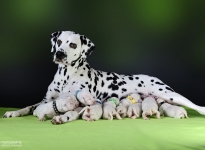 Christi ORMOND Year after Year (called Fiene) with her Christi ORMOND JJ - Litter 1st week of life