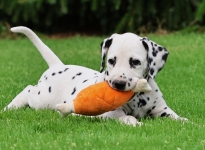 Christi ORMOND Jovial Jackpot - male | colour white-black (collar black)