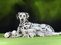 Christi ORMOND Biskaya Bay (called Kaya) with her Christi ORMOND LL - Litter 3rd week of life Christi ORMOND Biskaya Bay (called Kaya) with her Christi ORMOND LL - Litter 3rd week of life