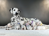 Christi ORMOND Velvet Rose (called Rose) with her Christi ORMOND KK - Litter 3rd week of life