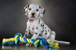 Photo Impressions of 6th week Christi ORMOND LL - Litter