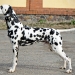 Fabulous Imagination Sunset Dalmatian