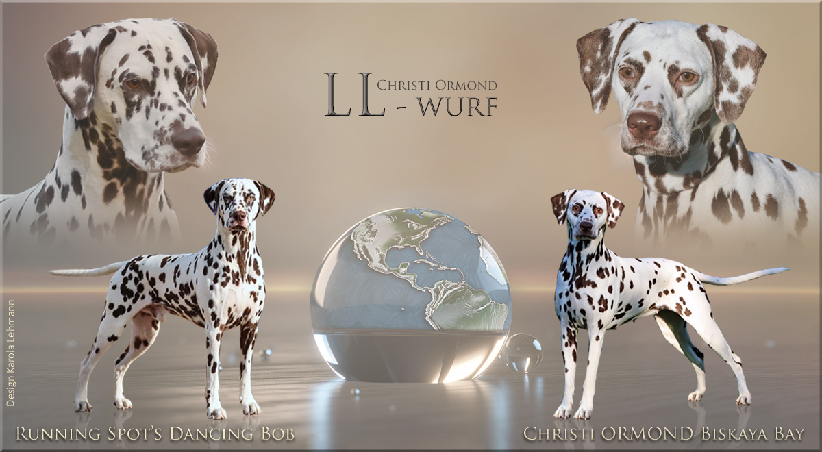 Vater: Running Spot's Dancing Bob und Mutter: Christi ORMOND Biskaya Bay