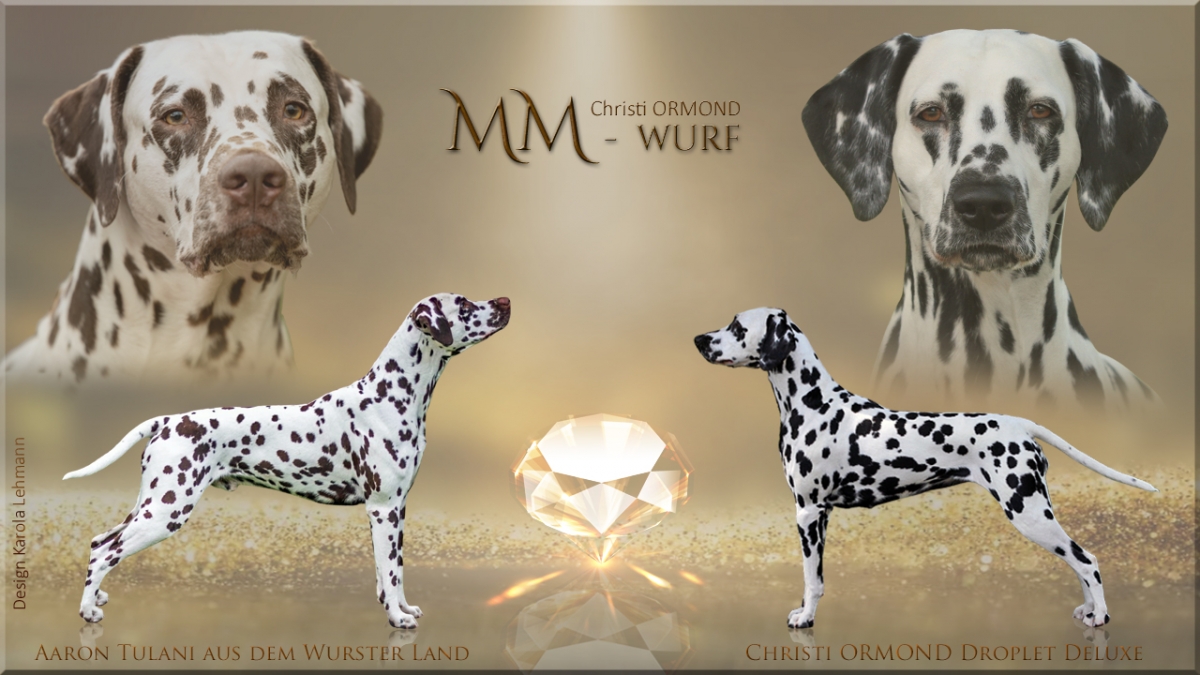 Vater: Aaron Tulani aus dem Wurster Land und Mutter: Christi ORMOND Droplet Deluxe